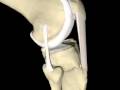 Les ligaments du genou