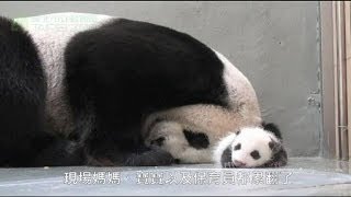 Baby panda meets her mother in Taipei zoo - no comment