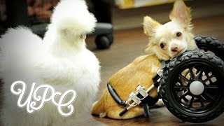 ADORABLE CHICKEN AND DOG COUPLE WILL GIVE YOU ALL THE FEELS