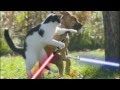 Cat Wars 2