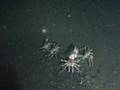 Greenpeace discovers new species in threatened Bering Sea