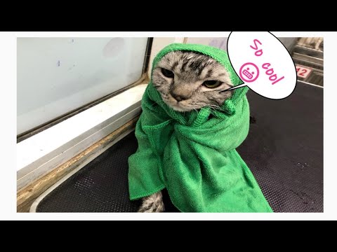 Cool! Funny Cats and Dogs#Dogs #grooming #Doggrooming #lovelyPets