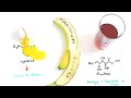 The Scientific Hangover Cure