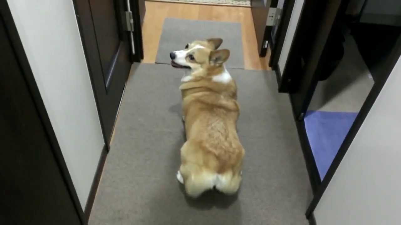 butt bubble corgi twerking shakes dog welsh song dogs buble twerk magazine stuff