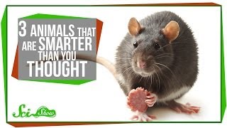 3 Animals That Are Smarter Than You Thought