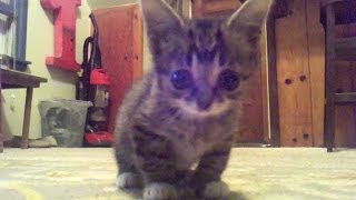 FOUND FOOTAGE of an 8 Week Old Baby BUB