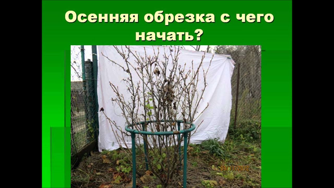 Обрезка старых кустов смородины осенью схема Обрезка старых кустов смородины осенью схема