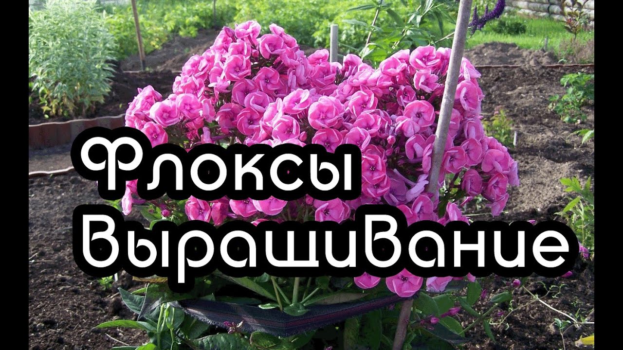 Многолетние флоксы в домашних условиях Многолетние флоксы в домашних условиях