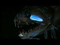 New Deep Sea Creatures Discovered