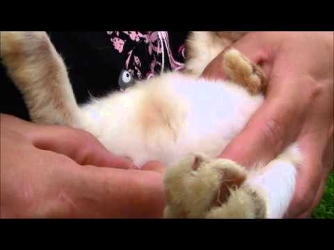 How to sex a rabbit strip photo 50