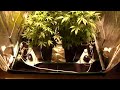Marijuana indoor indica grow medical cannabis