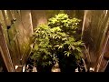 Marijuana indoor indica grow medical cannabis