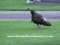 Thumbnail 2 for Funny Turkey Hunting Video: Turkey Circles Gravestone Thumbnail 2 for Funny Turkey Hunting Video: Turkey Circles Gravestone
