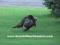 Thumbnail 3 for Funny Turkey Hunting Video: Turkey Circles Gravestone Thumbnail 3 for Funny Turkey Hunting Video: Turkey Circles Gravestone