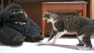 警戒する猫 - Ohagi and Stuffed Animals -