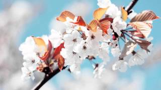 Markus Schulz feat. Departure - Without You Near (Gabriel