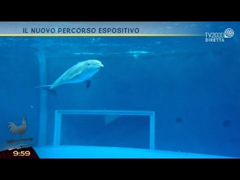 Un tuffo nell'acquario di Genova con Tv2000