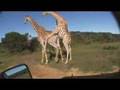 Giraffe Sex Safari! - Youtube