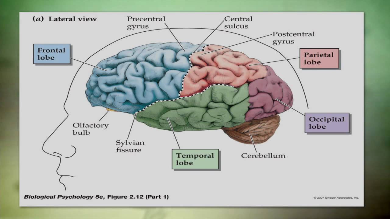 Overview of Traumatic Brain Injury (TBI) - YouTube