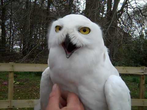 Harry Potter owls Hedwig and Errol in Aberdeenshire - YouTube