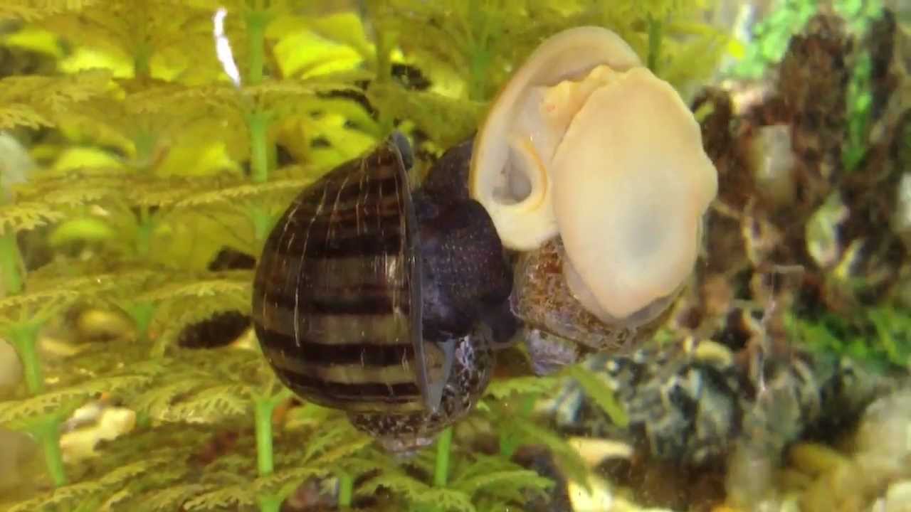 Freshwater snails mate breed mystery snail & golden snail YouTube