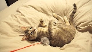 猫じゃらシスト - Cat playing on Bed -