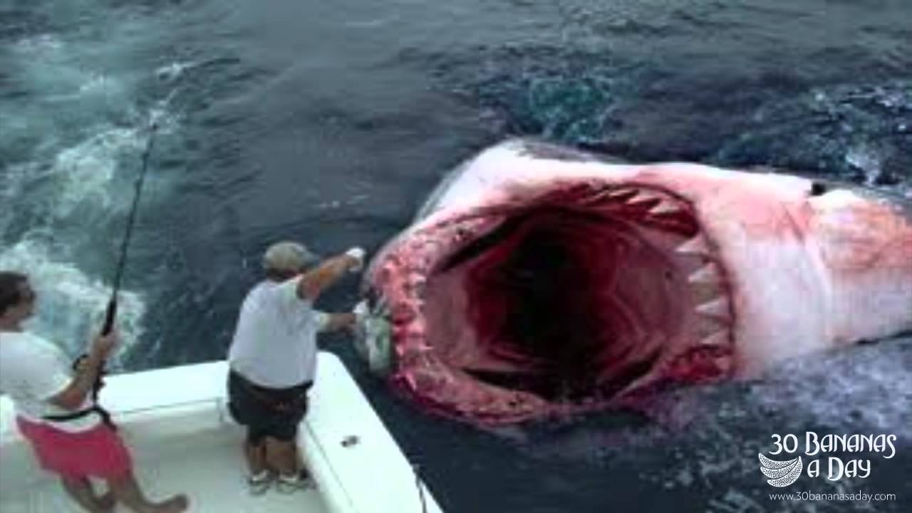 Game Fisherman Hook Megalodon Shark Off Florida Coast Reaction - YouTube