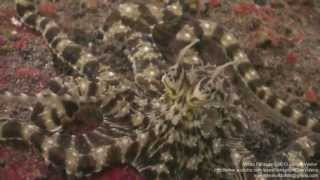 Mimic Octopus (Thaumoctopus mimicus) Multiple Colour & Shape Changes Amazing Indonesia