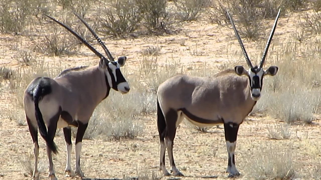 Namibia animals information