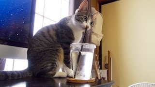 水をこぼす猫 - Ohagi played a prank on my water -