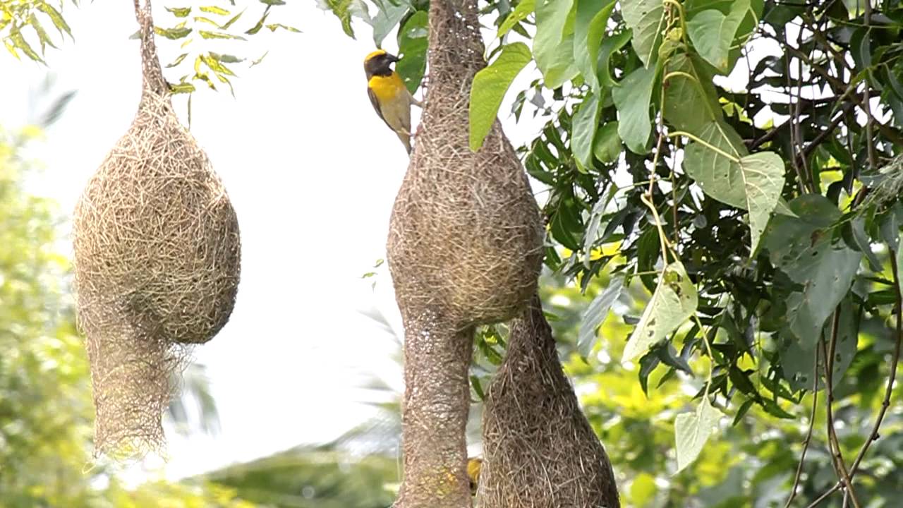 Weaver Bird,Indian Weaver Bird Nest - YouTube