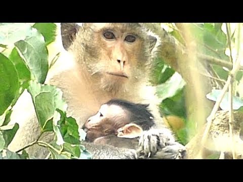 Best Warming Poor Alba Baby Monkey | Mother Nurse and Feeding Milk Comfortable | Monkey Crying