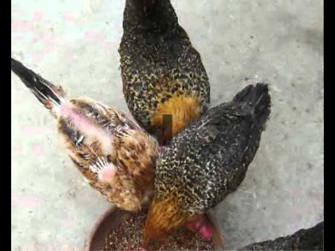  plans | pheasant | turkey | quail | chicken | coop designs - YouTube