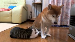 寒い朝の柴犬と子猫　Shiba and kitten which get warm at heating