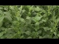 Weed Management - Amit Jhala - July 11, 2014