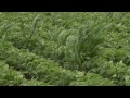 Weed Management - Amit Jhala - July 11, 2014