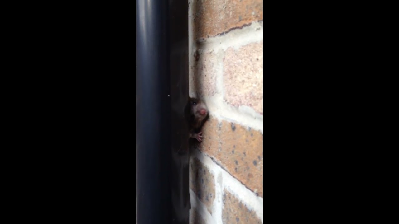 Rat up a Drainpipe YouTube