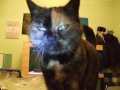 miaulement chat