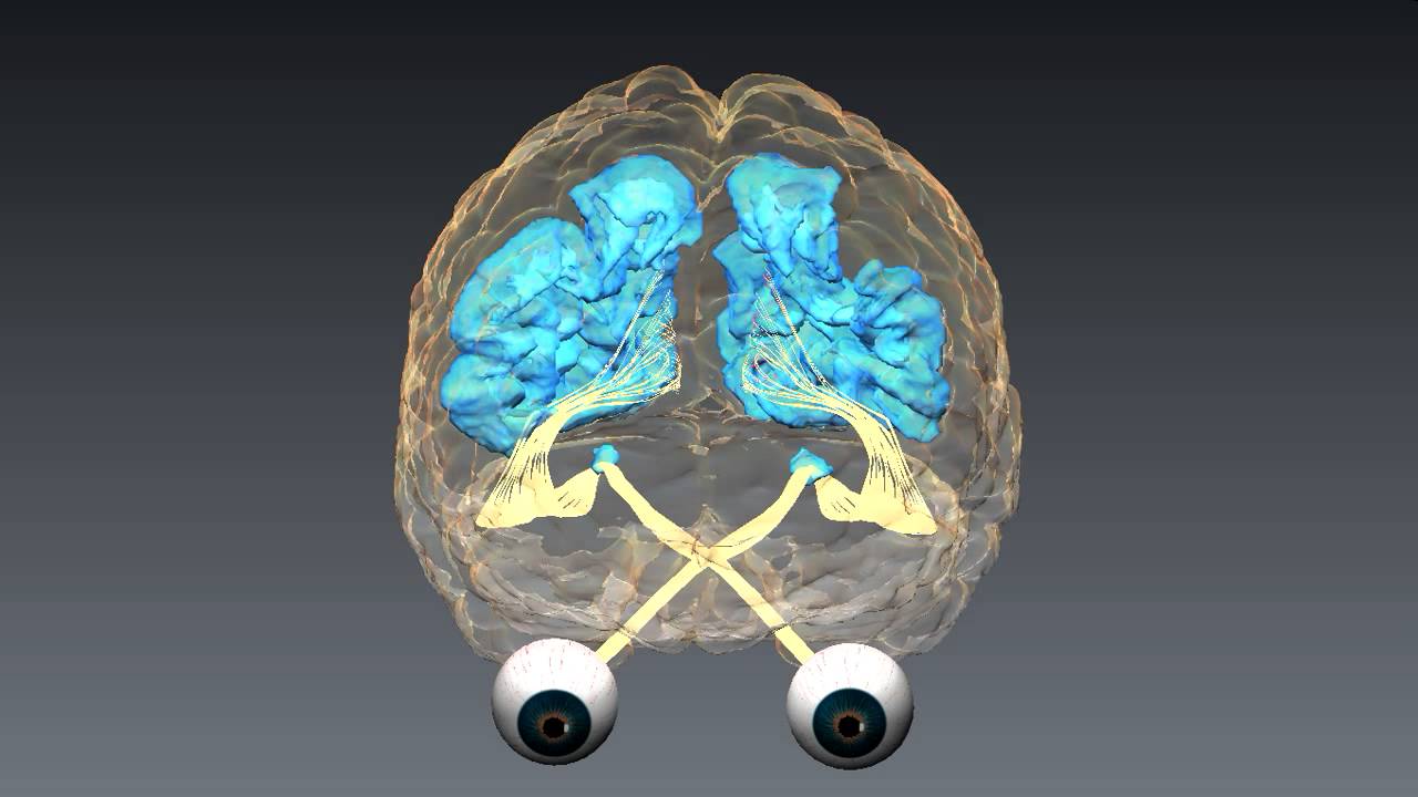 Brain Optic Nerve Impulses - YouTube