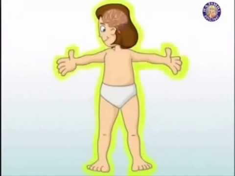 Los Órganos Internos del Cuerpo Humano - YouTube