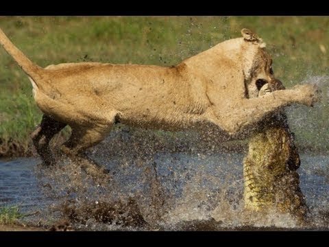 lion crocodile kill