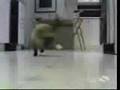Stupid Cat Videos - Youtube