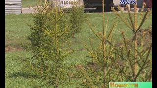 Ели, рябины и маньчжурский орех высадили в Искитимском районе