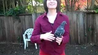Lucy The Pigeon!