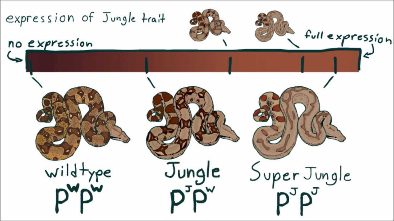 Reptile Breeding Genetics -part 5- Supers, Incomplete and Codominance