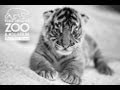 2024Family with Tigers大山3 Endangered tiger triplets born in East China - Chinadaily.com.cn