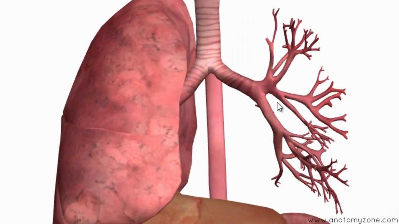 Respiratory System Introduction - Part 2 (Bronchial Tree and Lungs