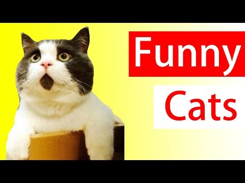 Hilarious Cat Videos | Funny Cat Compilation - Try Not To Laugh
