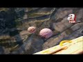 Turkey hot air balloon crash filmed from above