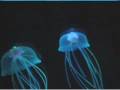 Aquapict Jellyfish from Japan - totally looks real!